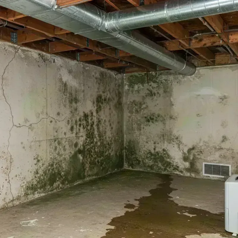 Professional Mold Removal in Lutz, FL